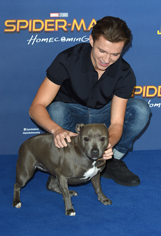Illustration for article titled Tom Holland takes his dog to Homecoming
